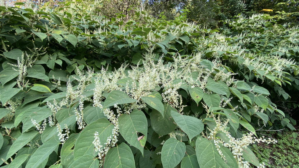 Japanese Knotweed Pictures