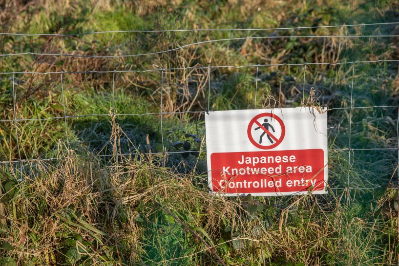 Japanese knotweed removal