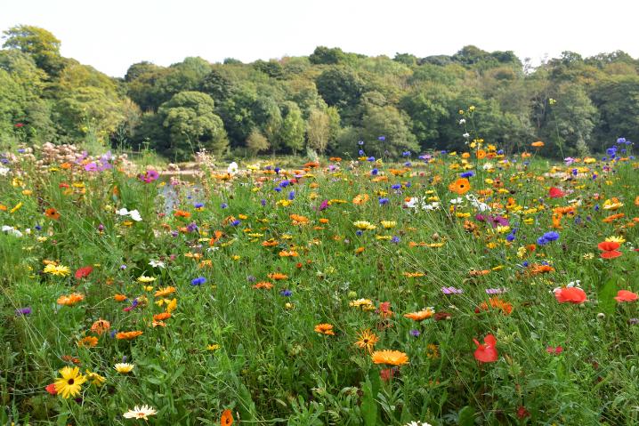 Wildflower hydroseeding UK