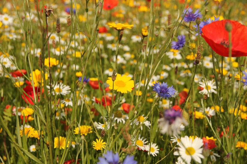 wildflower seeding in Scotland